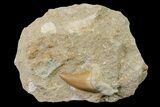 Otodus Shark Tooth Fossil in Rock - Eocene #161105-1